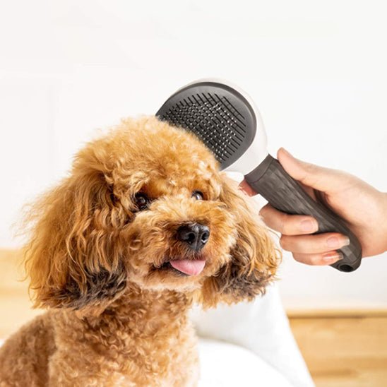 Brosse pour Poils de Chien - MondôChien