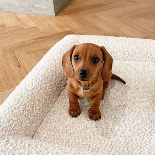 Nid Rectangulaire confortable pour Chien - MondôChien